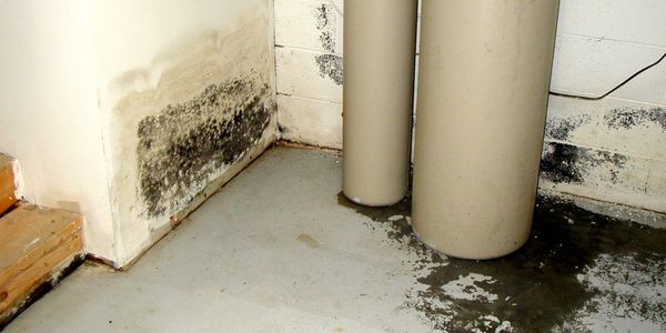 black mold and water in walls