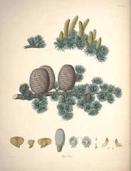 Cedarwood Atlas ORGANIC 100% Pure Essential Oil 10ml