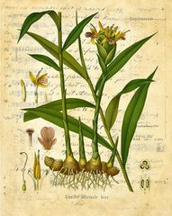 Ginger 100% Pure Essential Oil 10ml