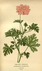 Rose Geranium 100% Pure Essential Oil 10ml