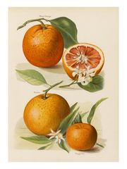 Tangerine 100% Pure Essential Oil 10ml