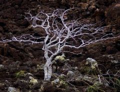 Palo Santo 100% Pure Essential Oil 10 ml