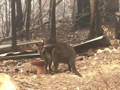 Donations ~ Eden Bushfire Relief Fund