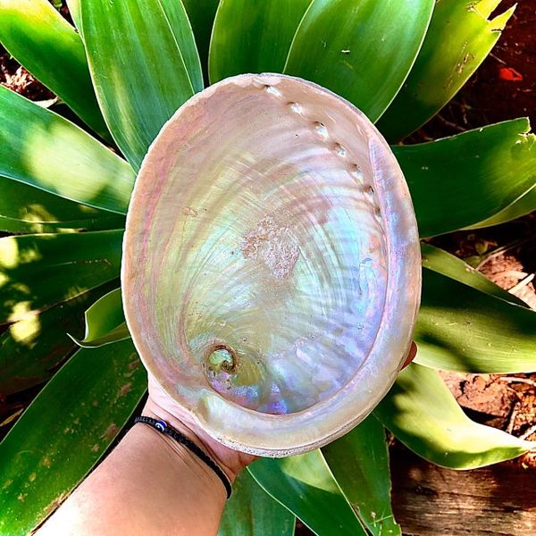 Natural Raw Sacred Abalone Shell Australia ~ Sea Spirit Offering ~ Water Element ~ Sacred Smoke Ceremony