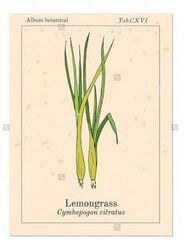 Lemongrass 100% Pure Essential Oil 10ml