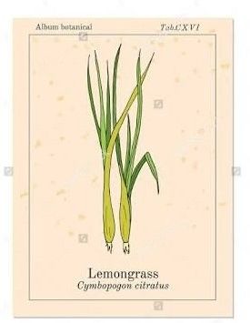 Lemongrass 100% Pure Essential Oil 10ml