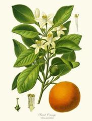 Mandarin 100% Pure Essential Oil 10ml