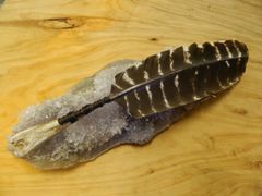 SOLD ~ Spirit Feather Healing | Smudge Wand | Turkey Barred Feather mounted on Driftwood from Eden ~ NSW ~ Australia