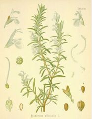 Rosemary ORGANIC 100% Pure Essential Oil 10ml