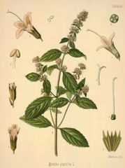 Peppermint ORGANIC 100% Pure Essential Oil 10ml