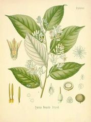 Benzoin Absolute 10ml