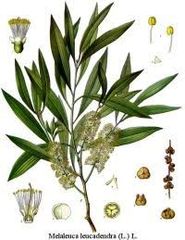 Tea Tree ORGANIC 100% Pure Essential Oil 10ml