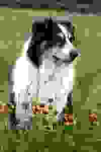 CH Scraps I'm Bad Too CGC,BH,RN,J O, TN X