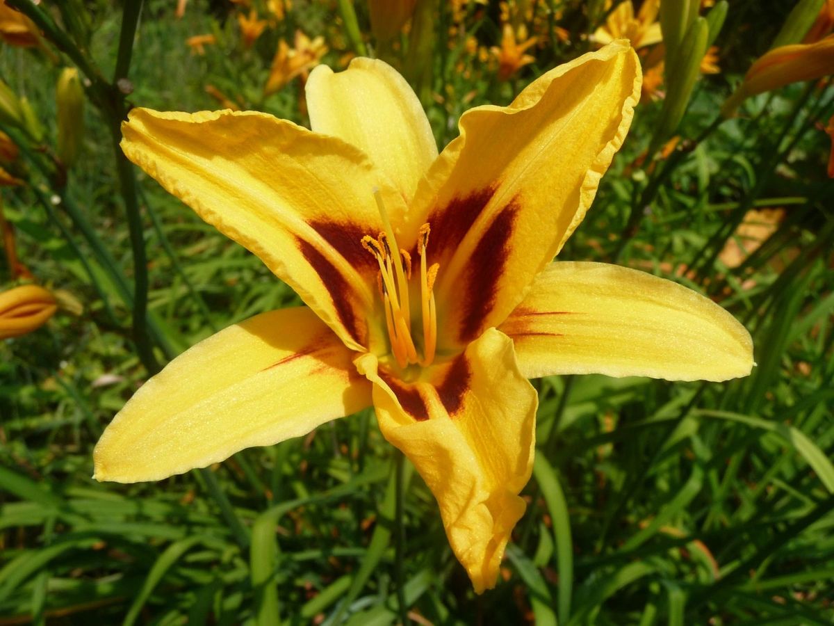 Daylily ‘Bonanza’