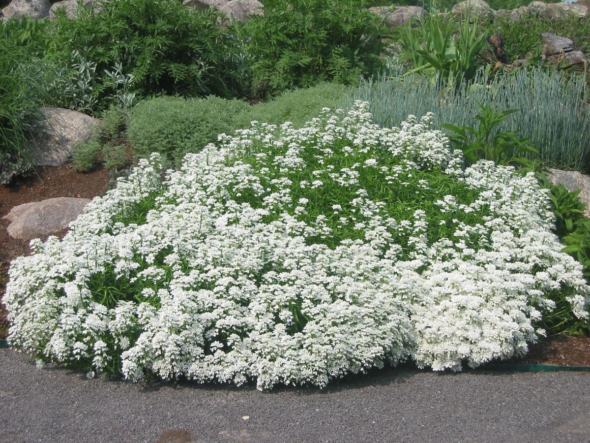 Iberis sempervirens 'Snowsation'