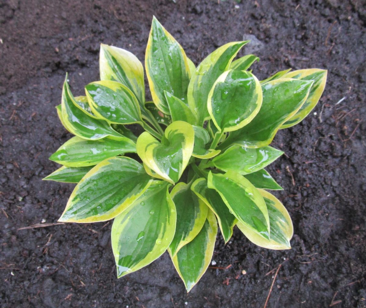 Hosta 'Riviera Sunset'