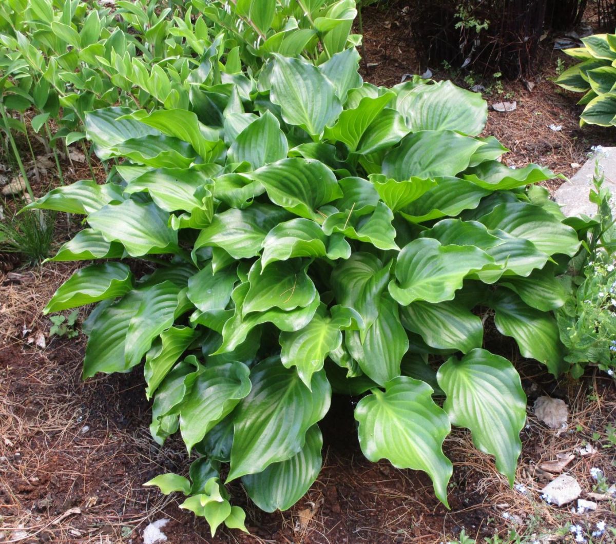 Hosta 'Invincible'