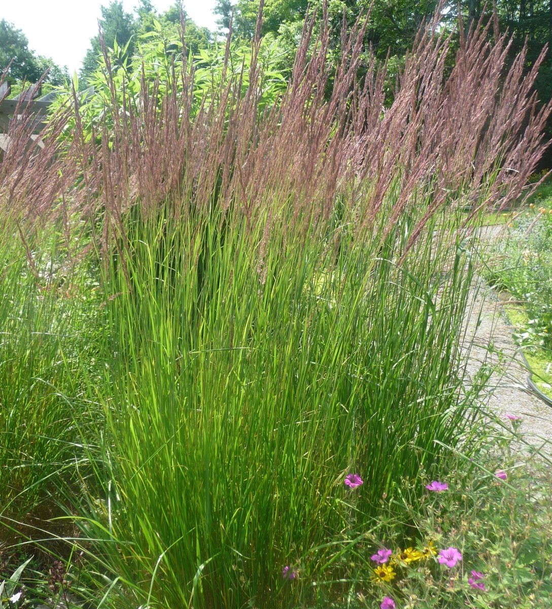 Grass Calamagrostis 'Karl Foerster'