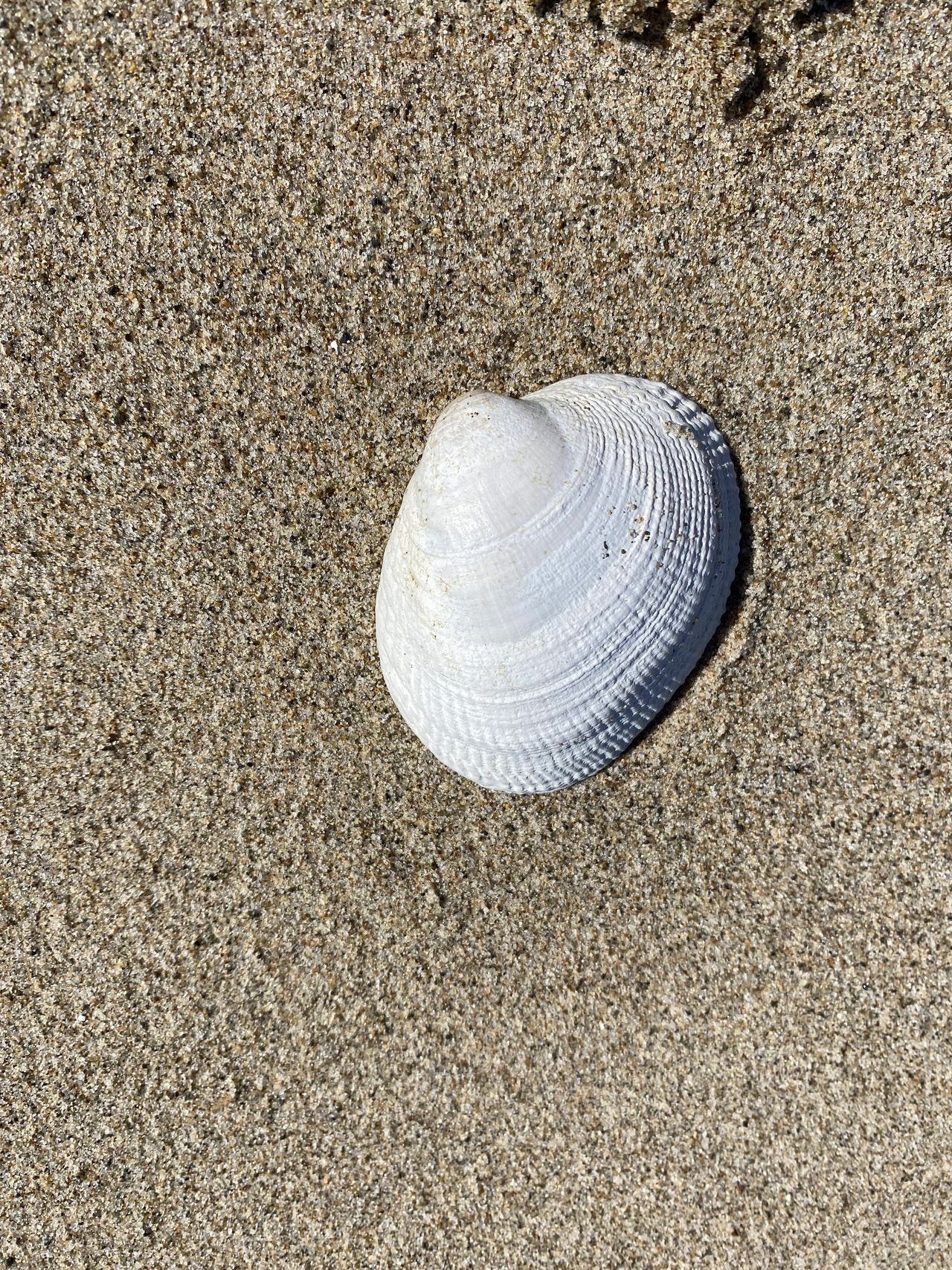 A WHOLE seashell!