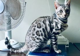 Georgous silver bengal cats for sale in San Diego 