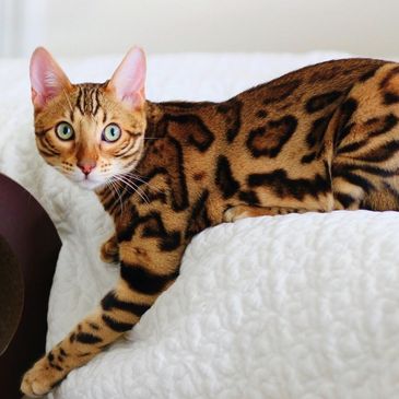 We offer pelts of all Bengal colors and our beautiful Bengal Queens & Kings are sweet and lovely.