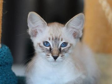 Siamese Balinese hypoallergenic cat kitten for sale or adoption