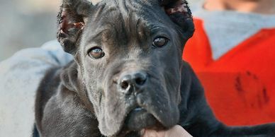 Cane Corso Puppies For Sale  Available in Phoenix & Tucson AZ