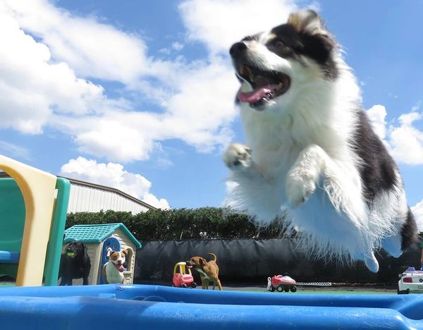 dog jumping