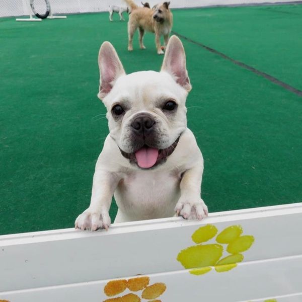 dog standing and looking at the camera