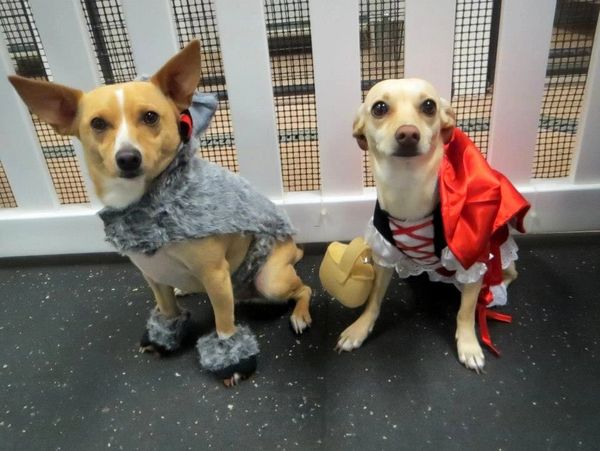 two dogs in Halloween costumes