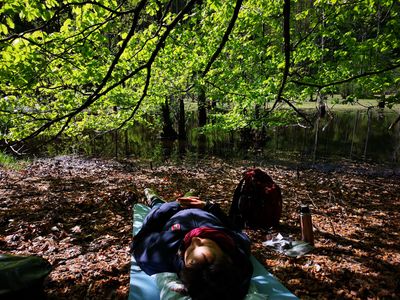 Im Wald atmen: Waldbaden in Lübeck mit Kursleiterin Claudia Schröder