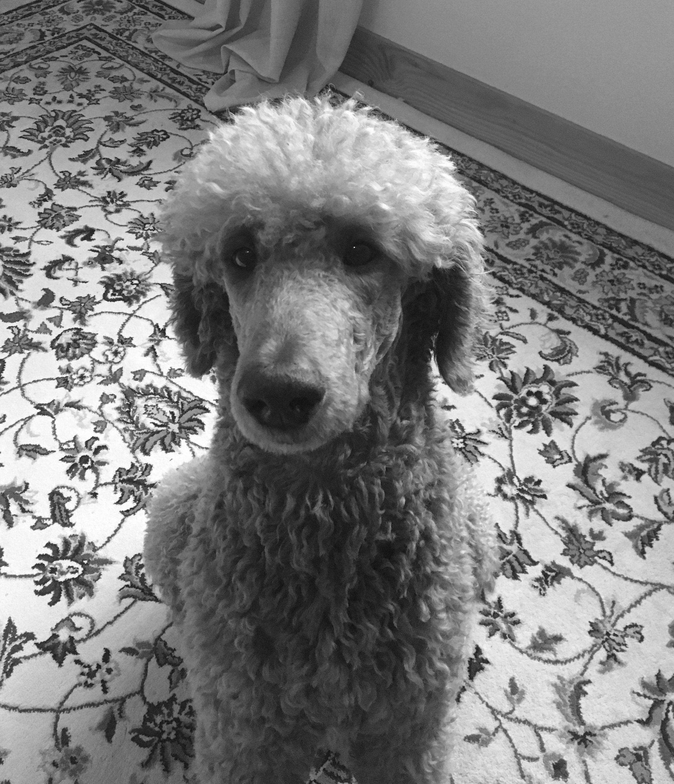 standard poodle
Vancouver Island
Hillcrest standard poodles
British Columbia