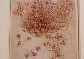 Photo of flower drawings from one of Leonardo's notebooks.