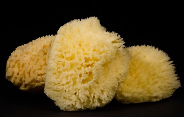 Wool Sponge Harvested from the Gulf of Mexico