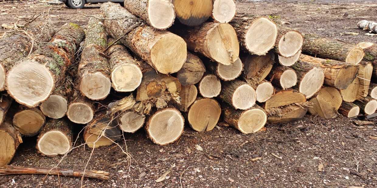 Bur Oak Logs at Rajala Mill Bigfork Minnesota