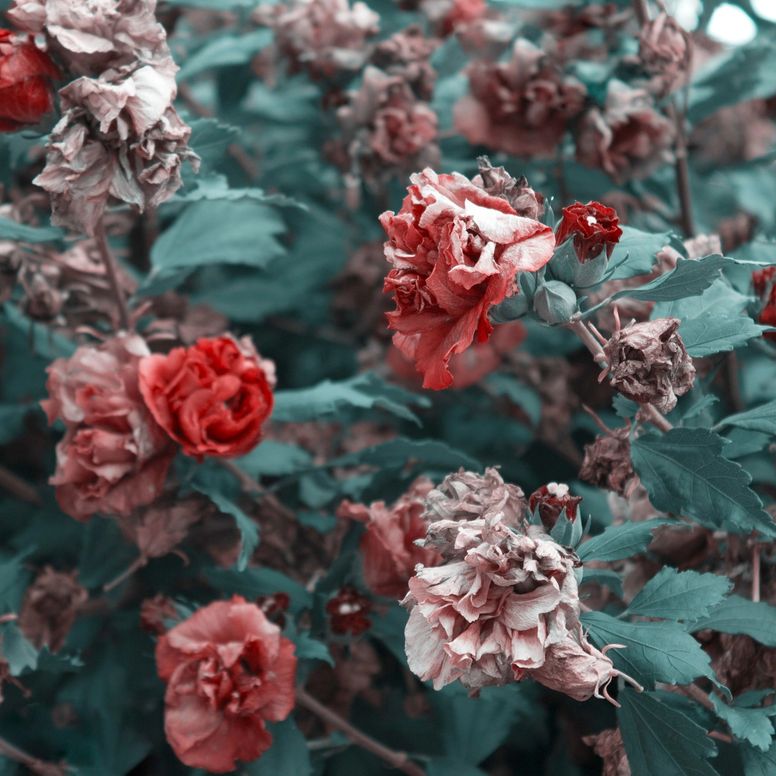 گذار