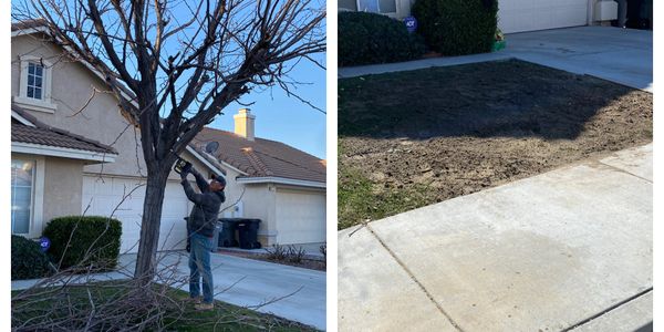 Tree Removal with or without the Stump