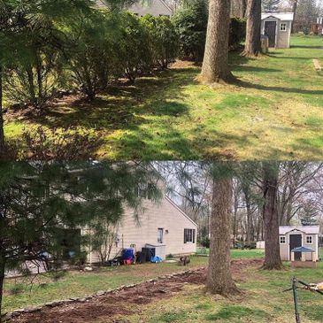 Bush removal in Cranford, NJ