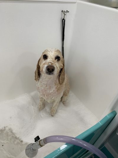 Wash and Go for dogs