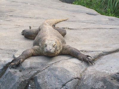 Comodo Dragon
Komodo Dragon
Lizard
Largest Lizard
Rare animals