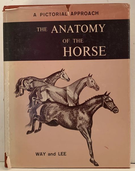 The ANATOMY of the HORSE by Robert Way and Donald Lee