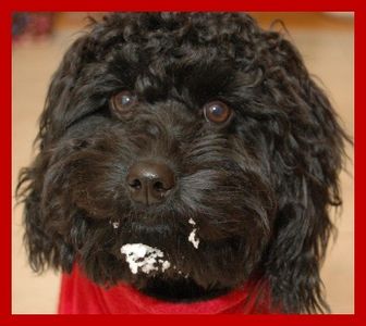 Log Cabin Labradoodles