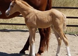 Bridlewood Paparazzi x Sand Bar's Bunny. This golden girl is Paparazzi's very first foal, currently 