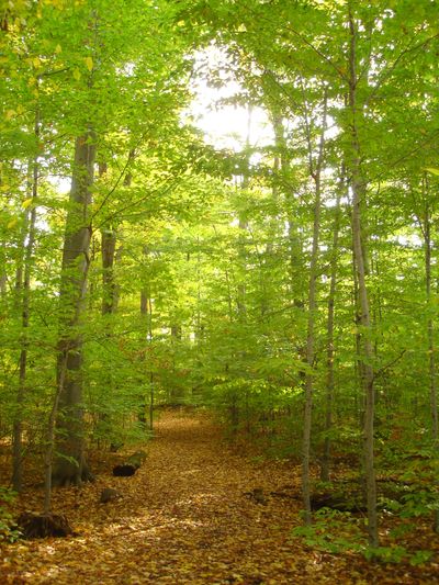 The Sacred Grove where Joseph Smith had his first vision of God the Father and His Son Jesus Christ