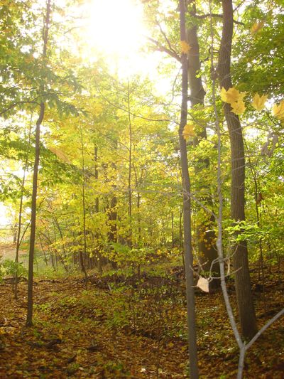 The Sacred Grove where Joseph Smith had his first vision of God the Father and His Son Jesus Christ