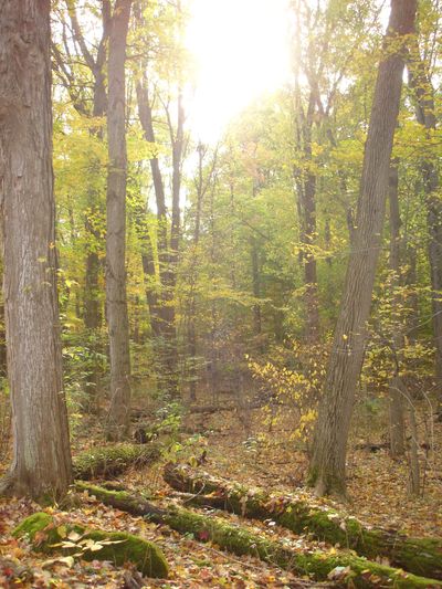 The Sacred Grove where Joseph Smith had his first vision of God the Father and His Son Jesus Christ