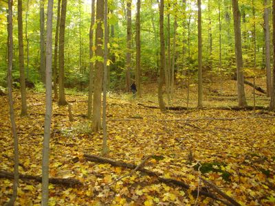 The Sacred Grove where Joseph Smith had his first vision of God the Father and His Son Jesus Christ