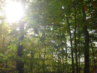 The Sacred Grove where Joseph Smith had his first vision of God the Father and His Son Jesus Christ