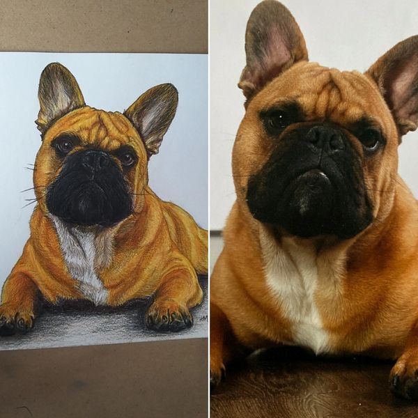 French bulldog portrait