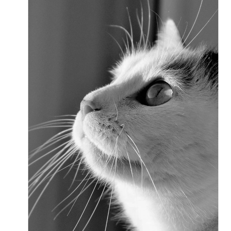 Positive Reinforcement recognizes the cat as both predator and prey, thereby addressing the fear based anxiety in the house cat.